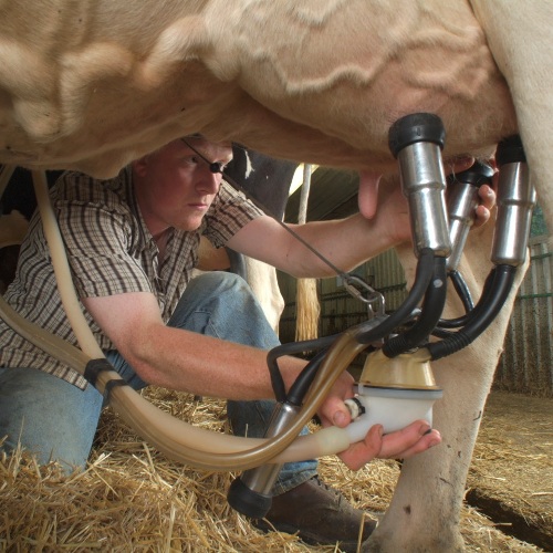 Pipeline Milking System